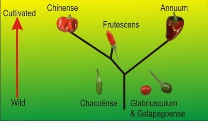 Annuum development