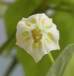 Baccatum-flower