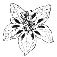 Campylopodium flower