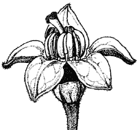 Parvifolium flower