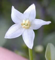 Chacoense-flower